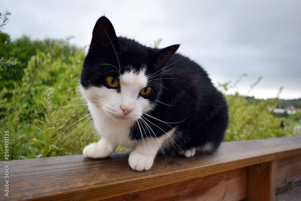 A black cat with a white face and white legs is sitting on wooden rails. Open summer terrace. Backdrop of a wet garden from the rain.