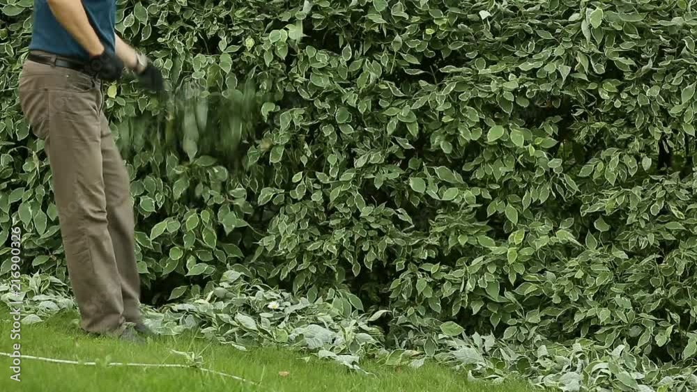 Gardener cleans cropped leaves with rake Gardener cleans cropped leaves with rake