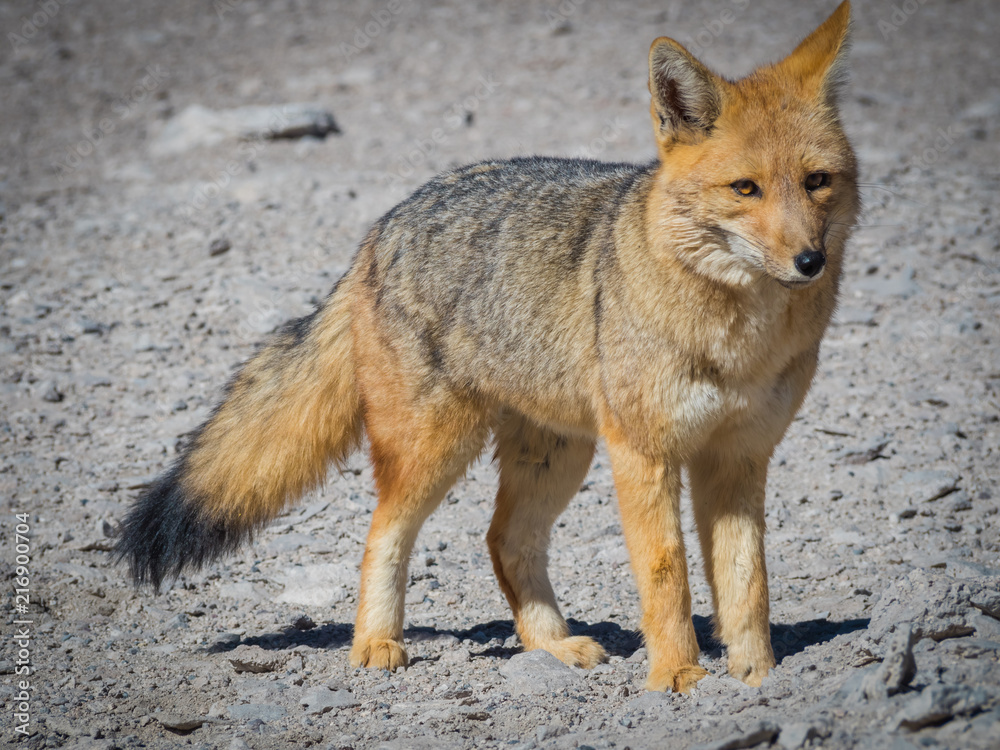 Fototapeta premium Fox 4