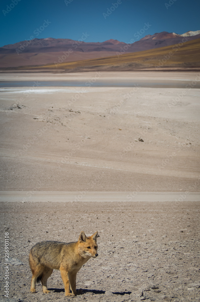 Fototapeta premium Fox with landscape 1