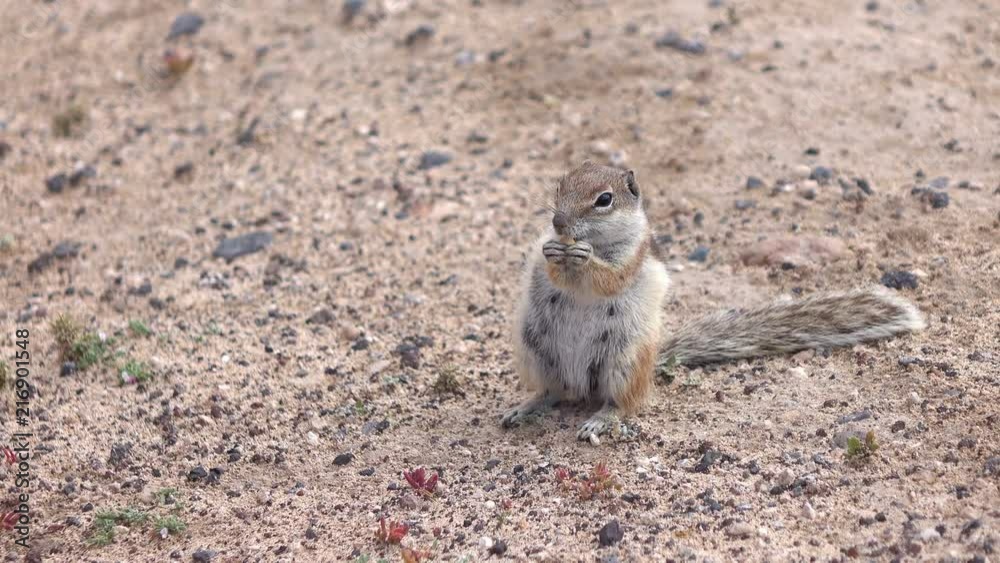 Squirrel eating nut in 4K Squirrel eating nut in 4K