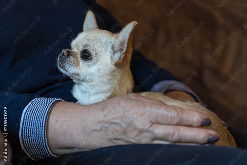 Chihuahua dog sitting on the hands of an elderly lady