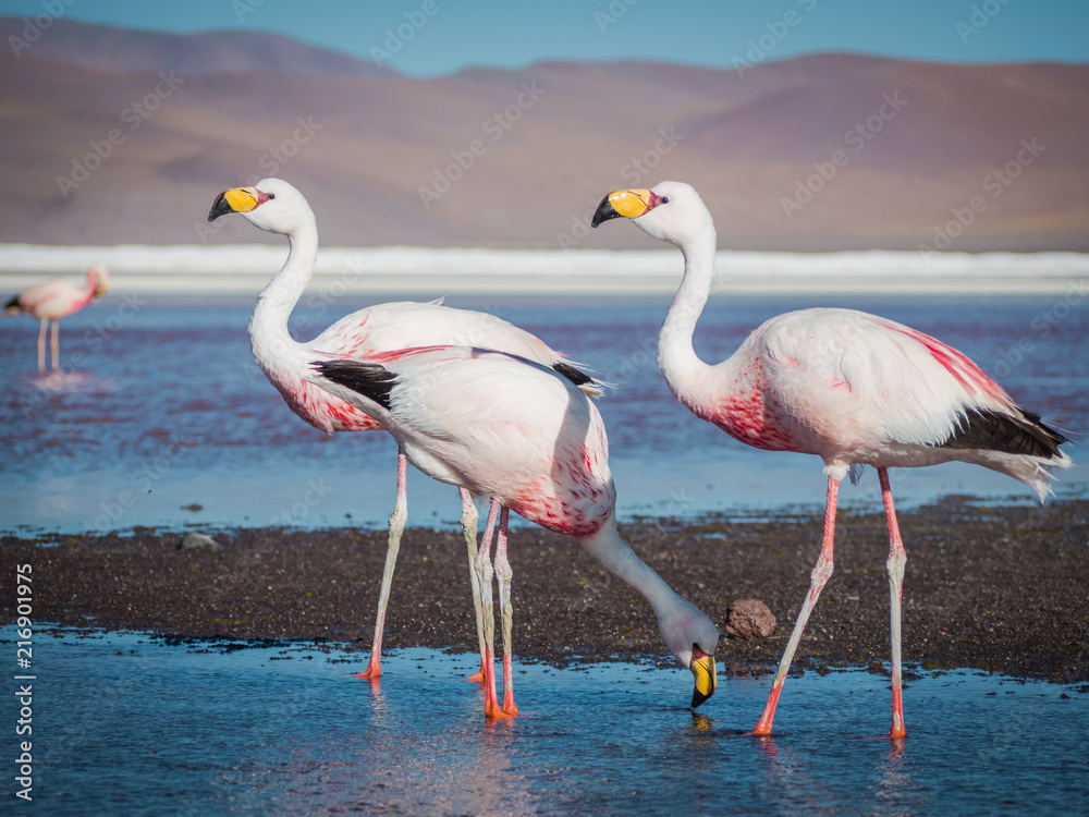 Obraz premium Flamingos 3