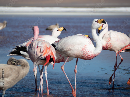 Flamingos 2