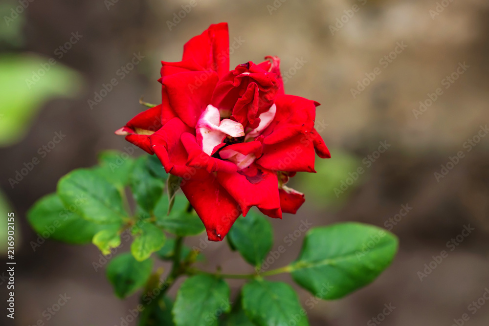 Red rose in the garden with partly withered petals close Red rose in the garden with partly withered petals close