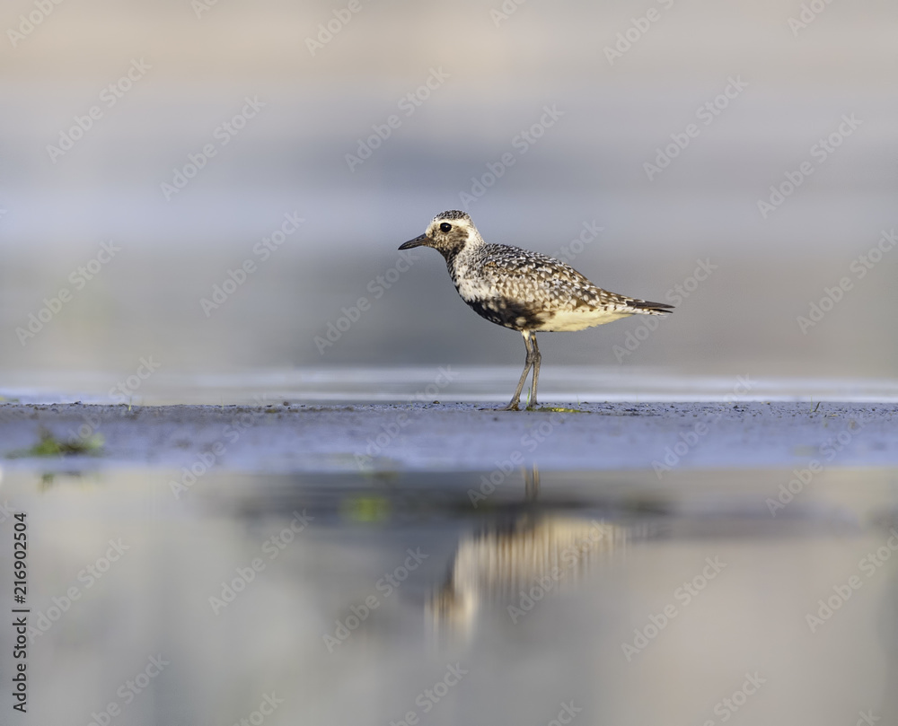 Black bellied Plover in Summer