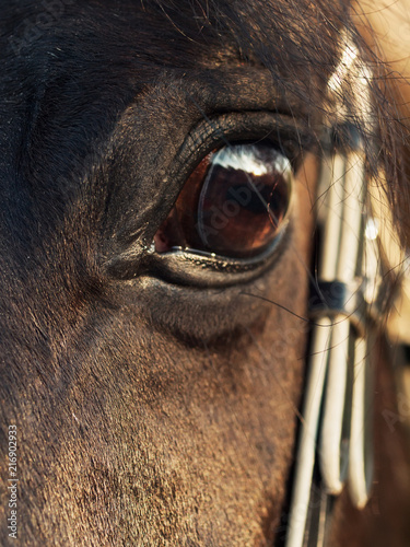 beautiful eye of  black stallion. close  up