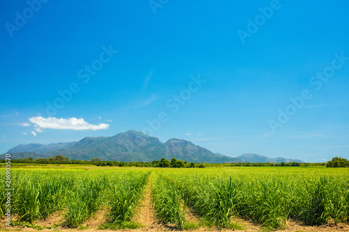Sugarcane Field