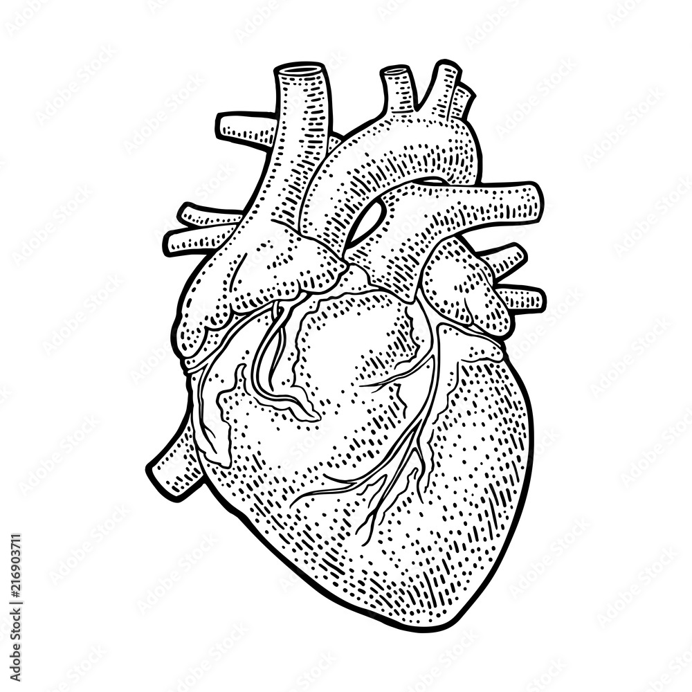 Human anatomy heart. Vector black vintage engraving illustration Stock ...