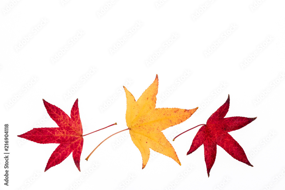 yellow and red autumn maple leaves isolated on white background with copy space yellow and red autumn maple leaves isolated on white background with copy space