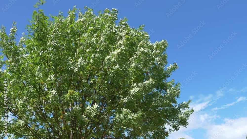 風に揺れる木 風に揺れる木