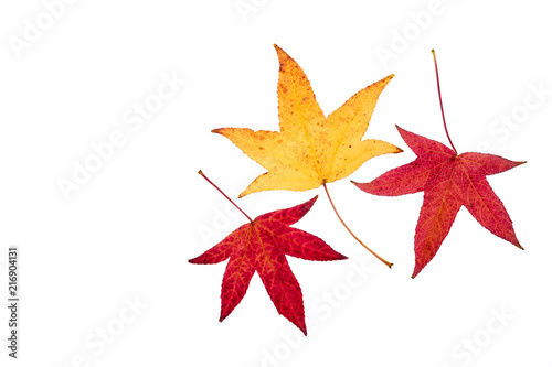 set of three Japanese maple tree leaves in autumn colours