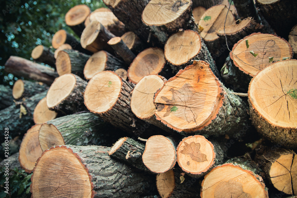 The wood harvested in the winter. Close-up of logs. The wood harvested in the winter. Close-up of logs.