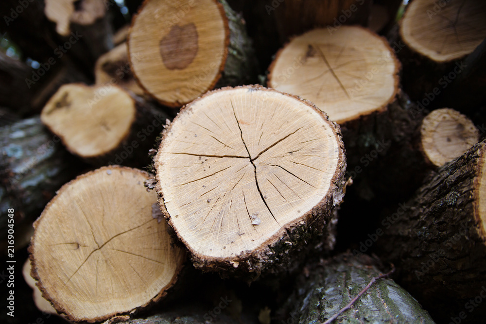 The wood harvested in the winter. Close-up of logs. The wood harvested in the winter. Close-up of logs.