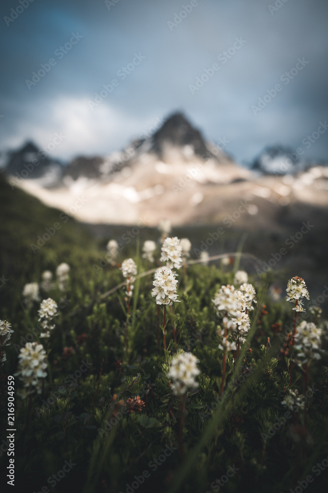 Fototapeta premium Mountain Tundra 1