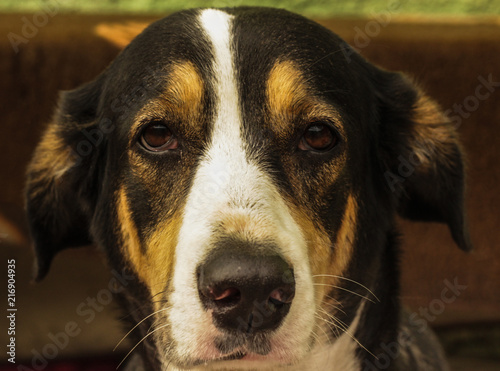 Konstfotografi cachorro triste