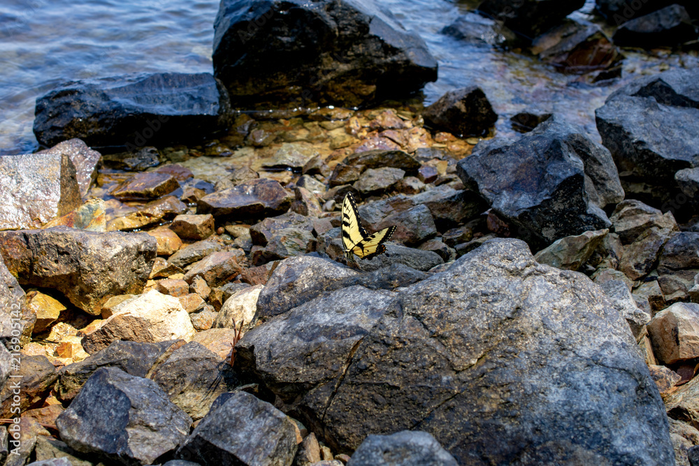 butterfly butterfly