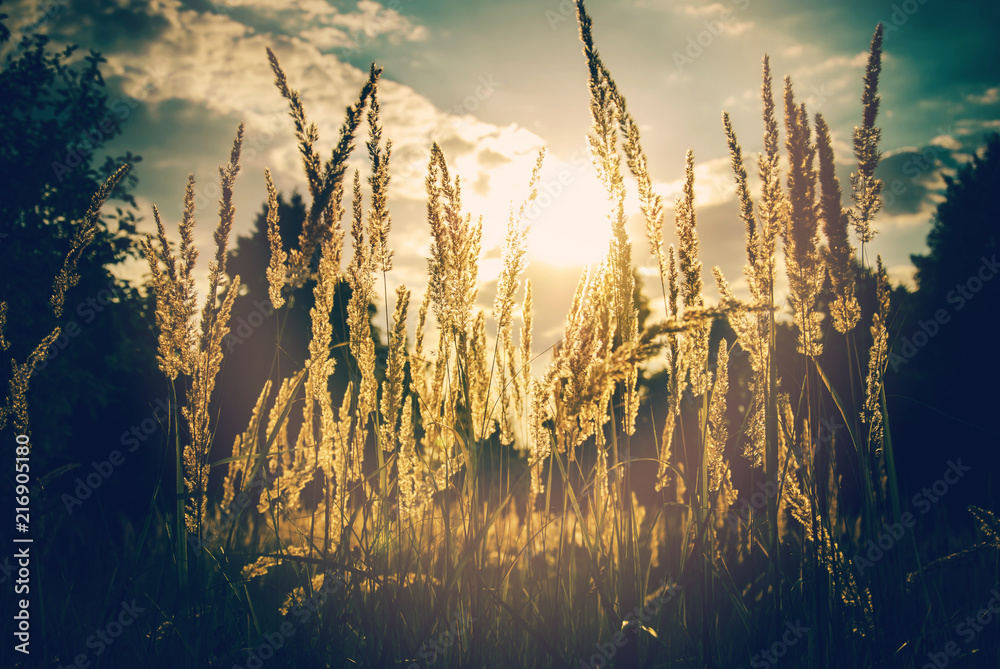 Fototapeta premium Closeup photo of beautiful golden wild grass against the impressive sunset