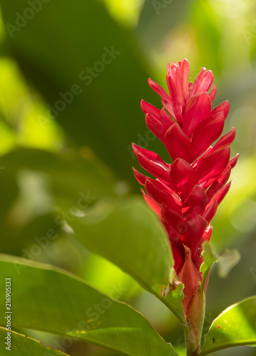 Red Ginger Flower In Garden