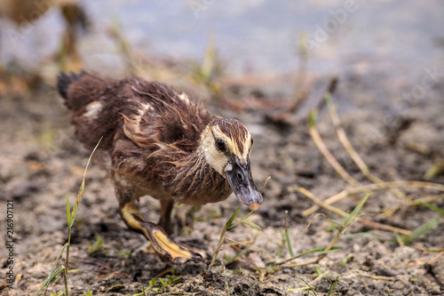 Adolescent juvenile muscovoy duckling Cairina moschata before feathers are fully formed photo