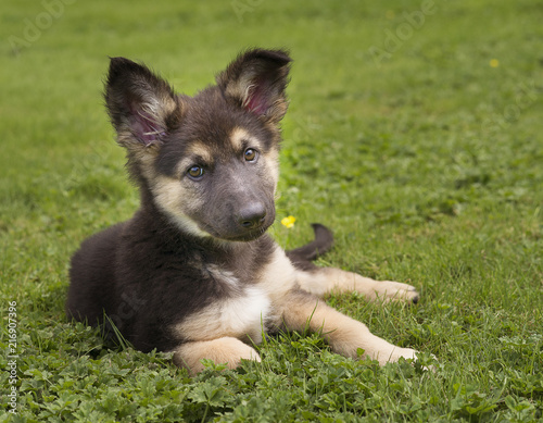 Cute german shepherd puppy in grass