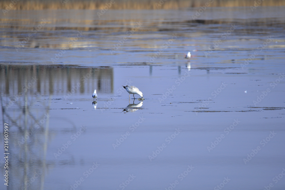 A beautiful bird in wetlands A beautiful bird in wetlands