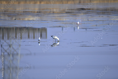 A beautiful bird in wetlands