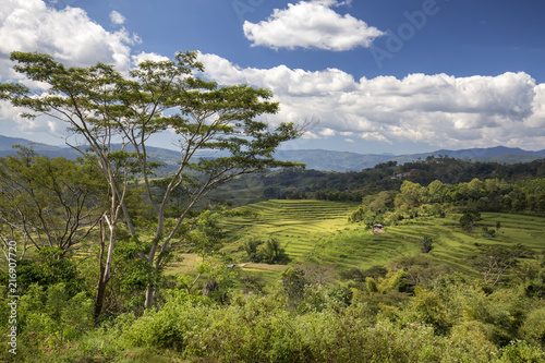Tropical Trees frame beautiful Golo Cador rice terraces near Ruteng in Flores  Indonesia.