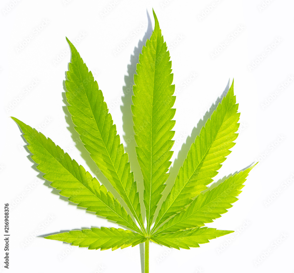 Vibrant green Cannabis leaf isolated on white ground with shadow cast Vibrant green Cannabis leaf isolated on white ground with shadow cast