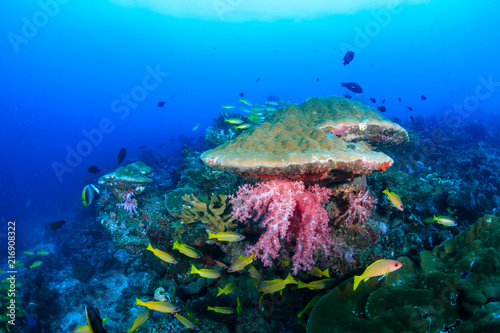 Beautiful tropical fish swimming around a brightly colored, healthy tropical coral reef