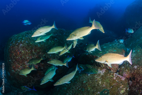 Trevally and Emperor hunting on a dark tropical coral reef