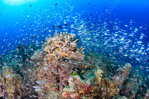 Fototapeta Naklejka Na Ścianę i Meble -  Brightly colored tropical fish swimming around a colorful tropical coral reef
