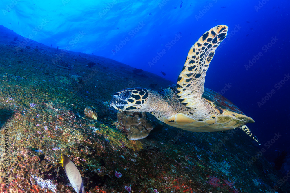 Fototapeta premium Beautiful Hawksbill Sea Turtle swimming over a dark, tropical coral reef and rock formation