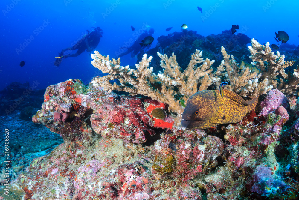 Fototapeta premium SCUBA divers and a large Moray Eel on a colorful tropical coral reef