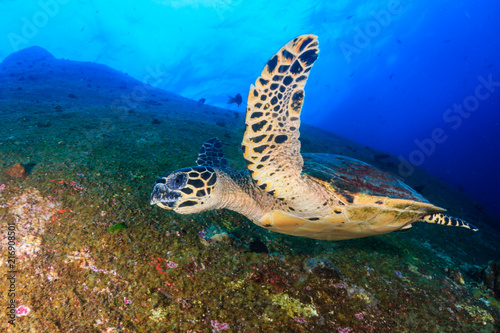 Beautiful Hawksbill Sea Turtle swimming over a dark, tropical coral reef and rock formation © whitcomberd