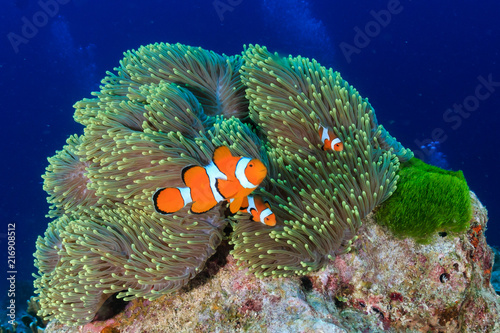 Beautiful False Clownfish in their home anemone on a tropical coral reef
