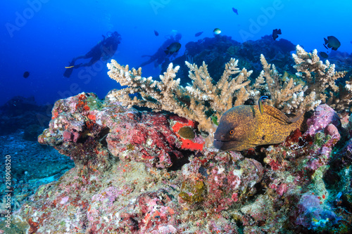 SCUBA divers and a large Moray Eel on a colorful tropical coral reef