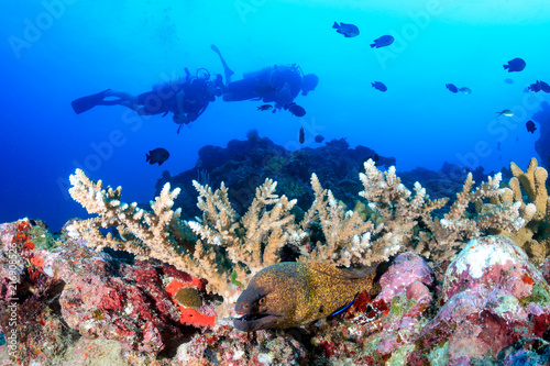 SCUBA divers and a large Moray Eel on a colorful tropical coral reef