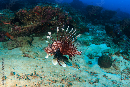 A solitary Lionfish patrolling a deep  dark tropical coral reef