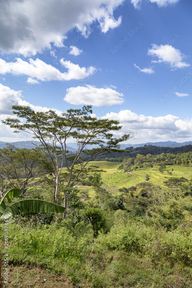A portrait view of a small section of the Golo Cador Rice Terrace near Ruteng in Flores, Indonesia.