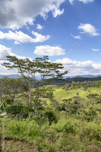 A portrait view of a small section of the Golo Cador Rice Terrace near Ruteng in Flores  Indonesia.