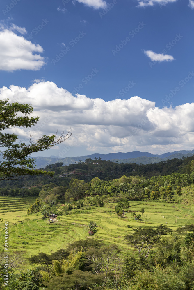 A portrait view of the Golo Cador rice terrace valley near Ruteng in Flores, Indonesia.