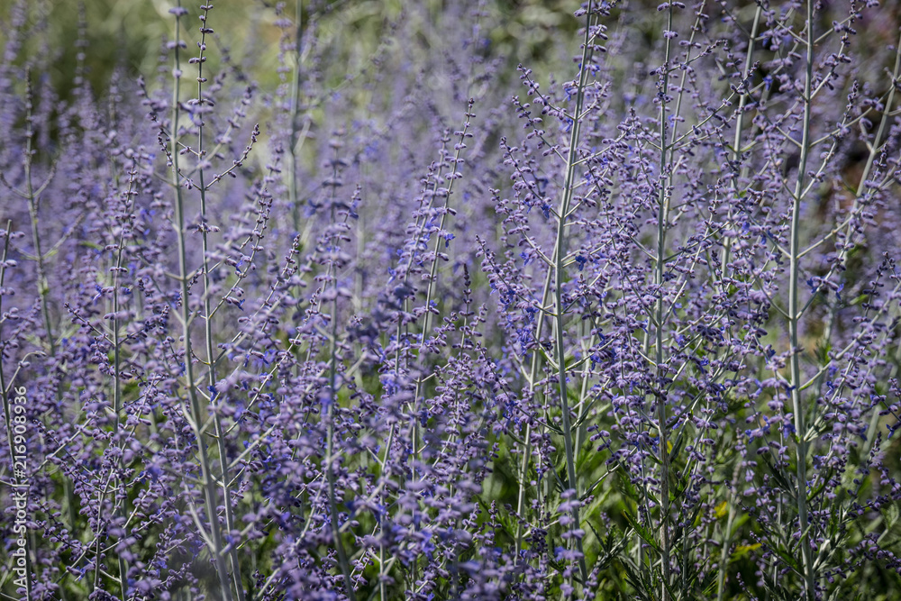 Naklejka premium Russian Sage