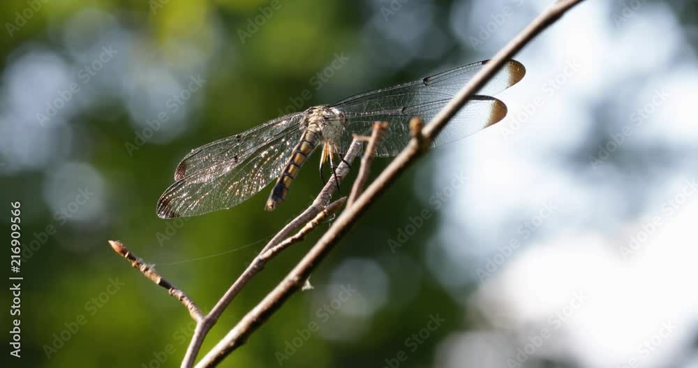 Close Up of Dragonfly Sitting on Twig with Wings Stretched Out