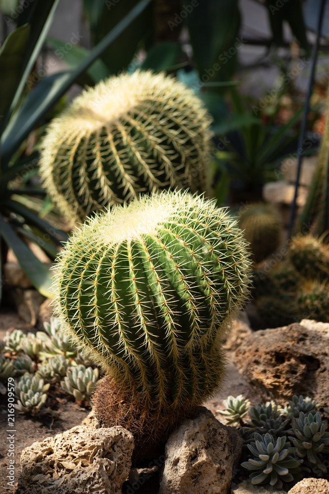 Two big barrel cacti, Echinocactus, in a desert plant conservatory. Each cactus is round and has batches of thorns in vertical rows. The succulent plants are lighten with the sun. Two big barrel cacti, Echinocactus, in a desert plant conservatory. Each cactus is round and has batches of thorns in vertical rows. The succulent plants are lighten with the sun.