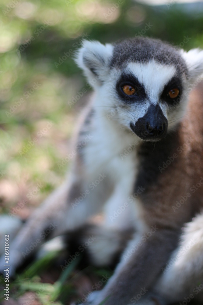 Obraz premium Portrait of a Ring Tailed Lemur of Madagascar