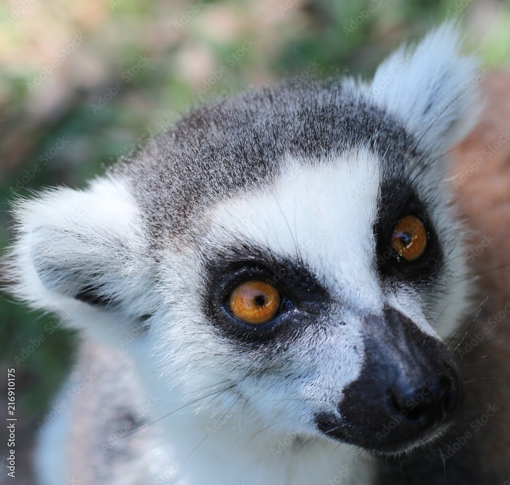 Obraz premium Portrait of a Ring Tailed Lemur of Madagascar 