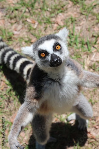Portrait of a Lemur from Madagascar / Ring Tailed Lemur 