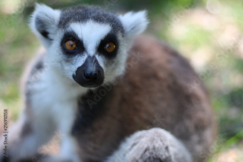 Portrait of a Ring Tailed Lemur of Madagascar 