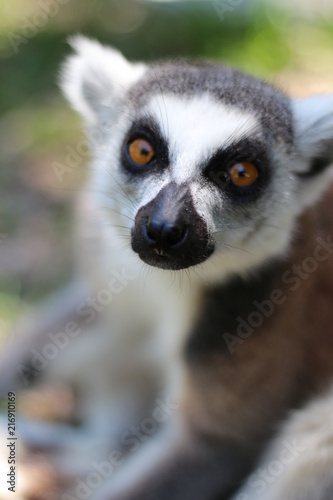 Portrait of a Ring Tailed Lemur of Madagascar 